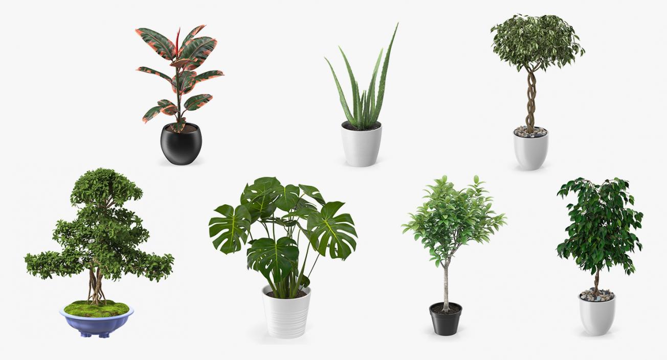 Houseplants Collection 4 3D model