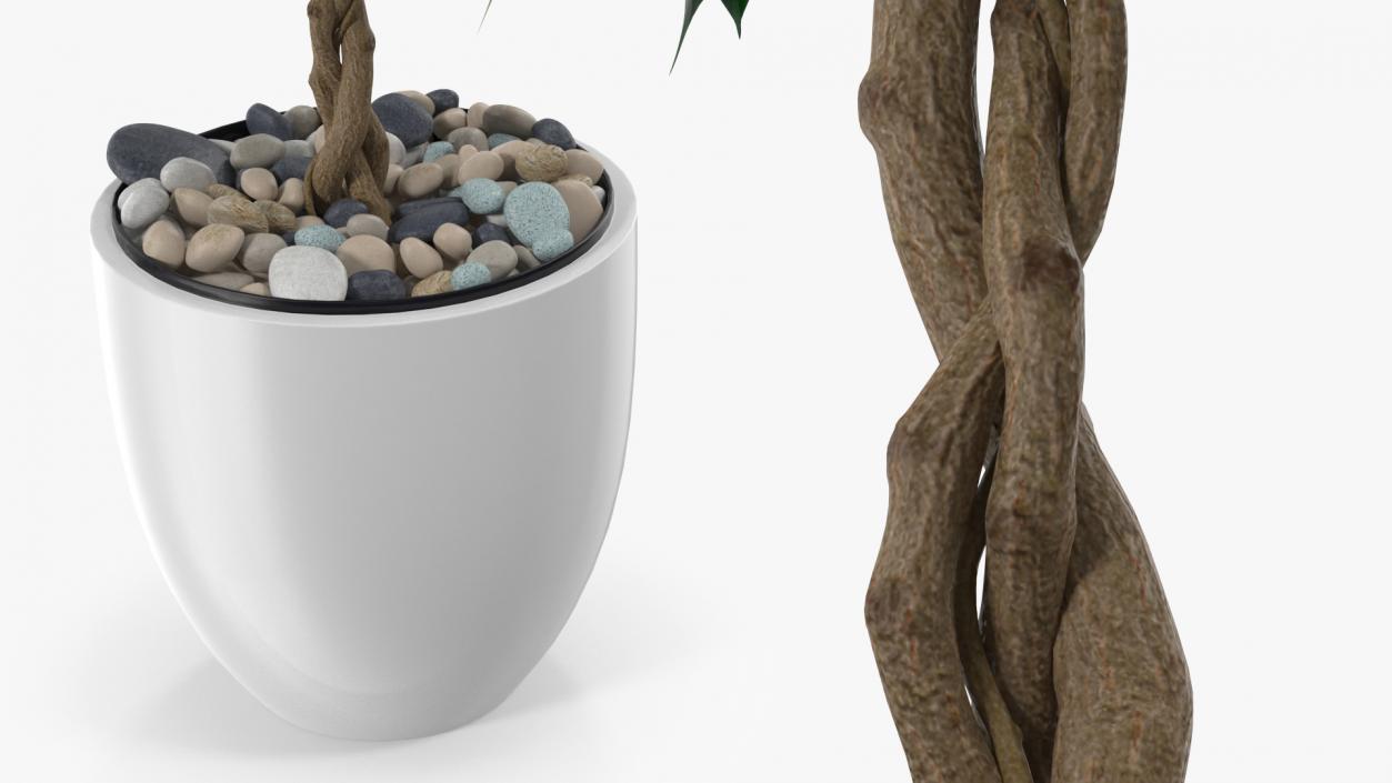 Houseplants Collection 4 3D model