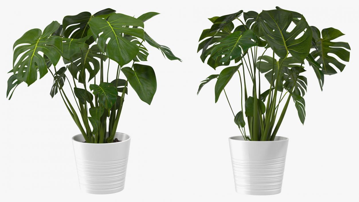 Houseplants Collection 4 3D model