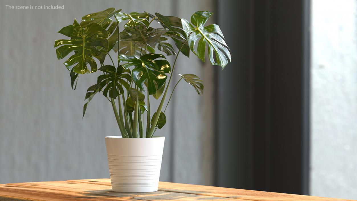 Houseplants Collection 4 3D model