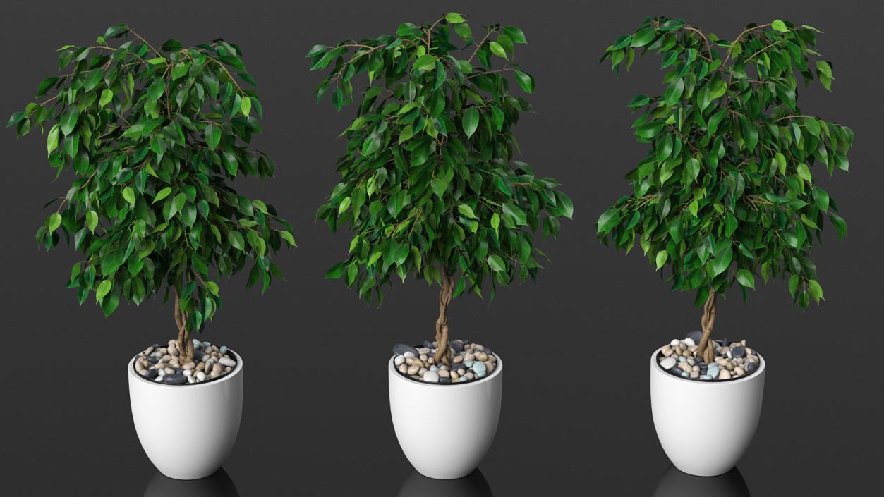 Houseplants Collection 4 3D model