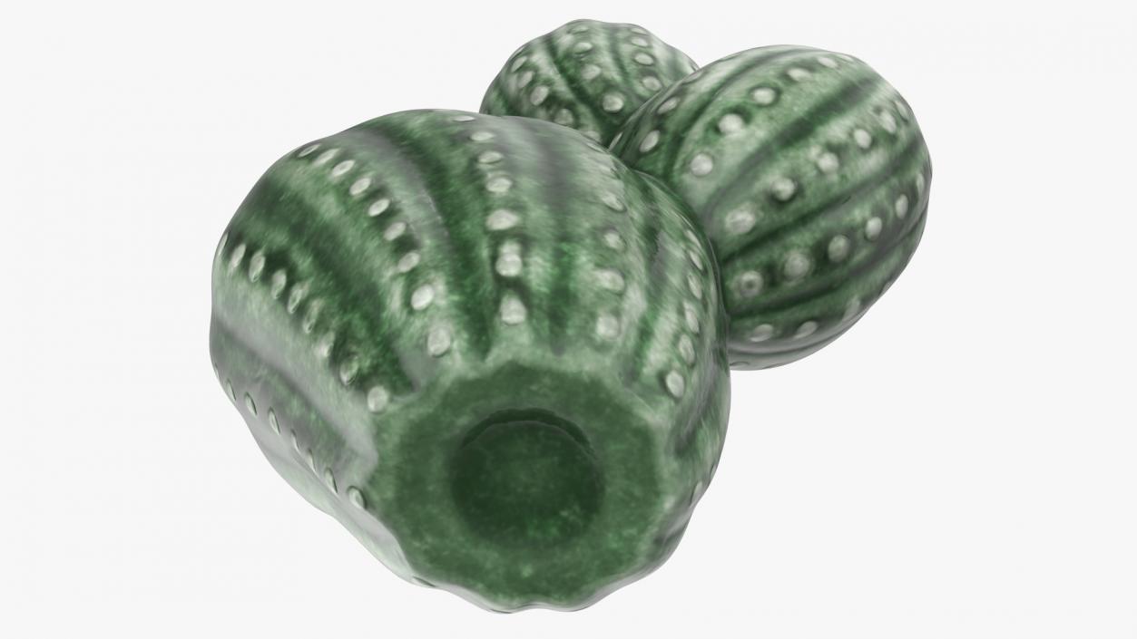 3D Cactus Vases Set