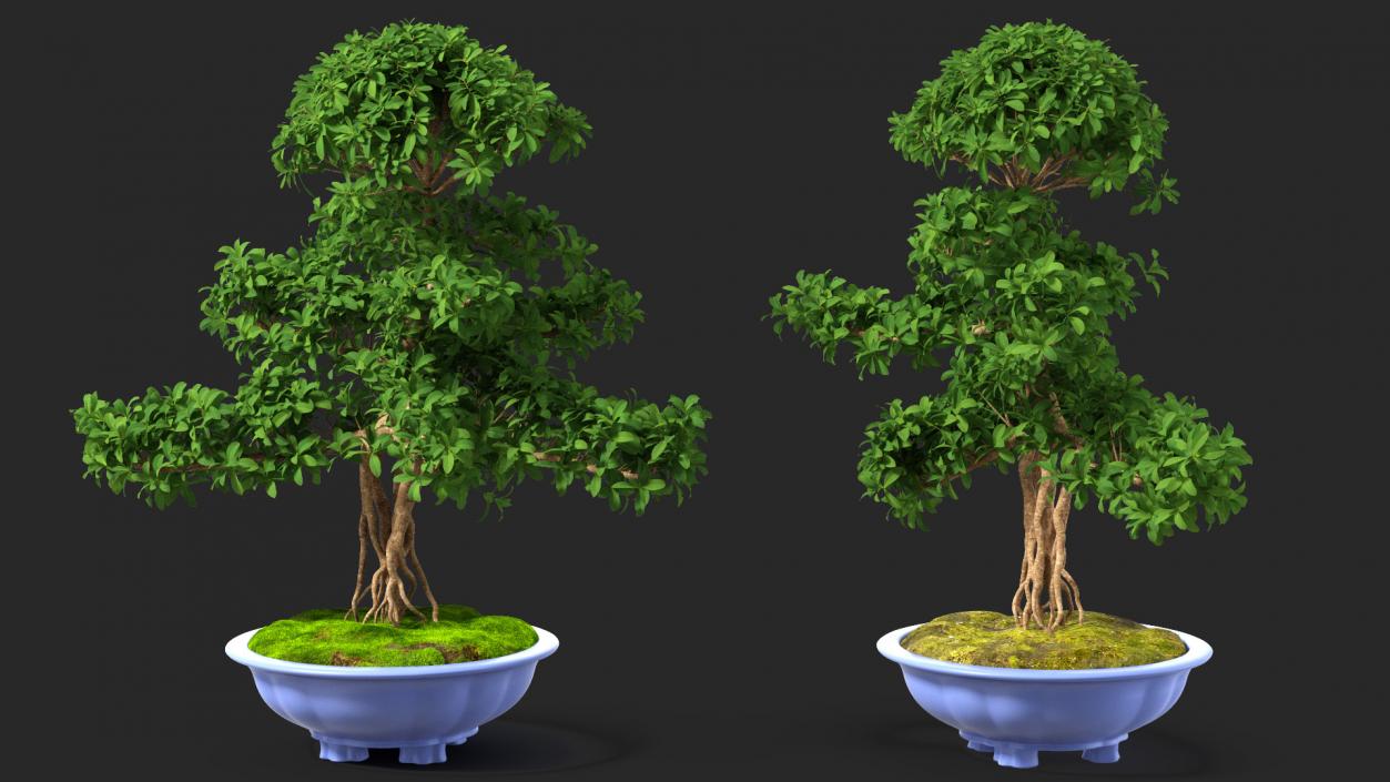 3D Green Bonsai Tree in Pot Fur model