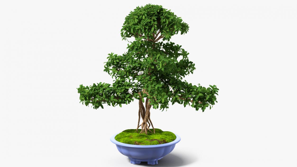 3D Green Bonsai Tree in Pot Fur model