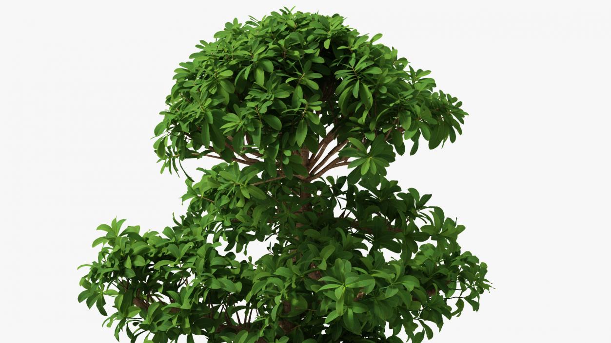 3D Green Bonsai Tree in Pot Fur model