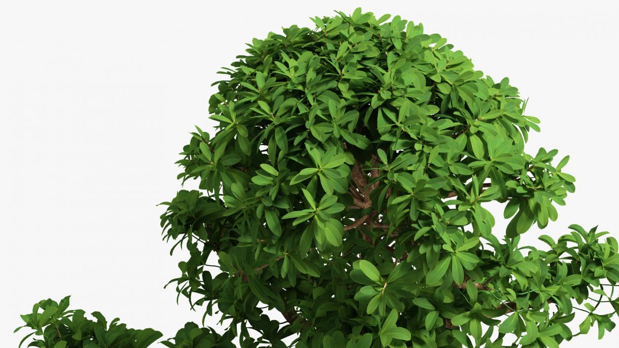 3D Green Bonsai Tree in Pot Fur model