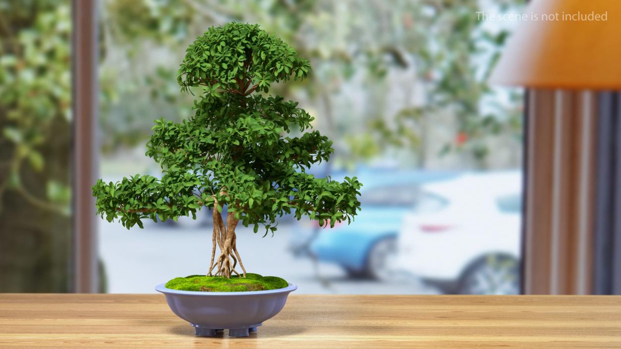 3D Green Bonsai Tree in Pot Fur model