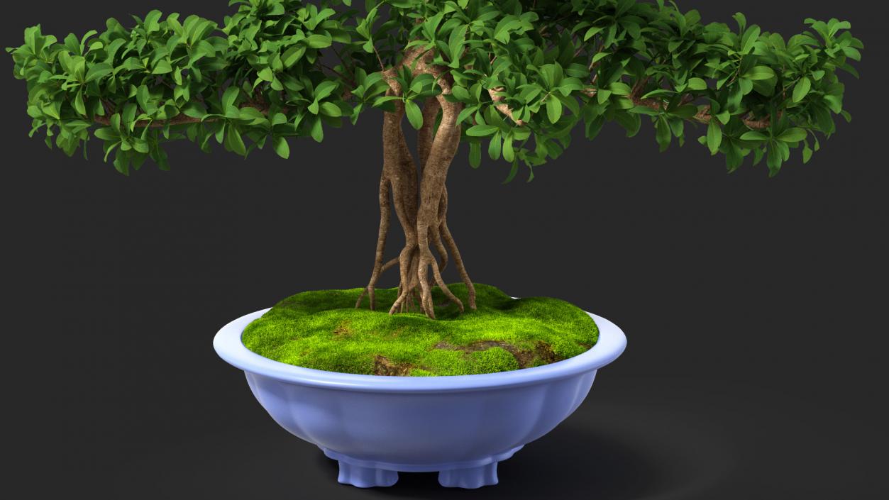 3D Green Bonsai Tree in Pot Fur model