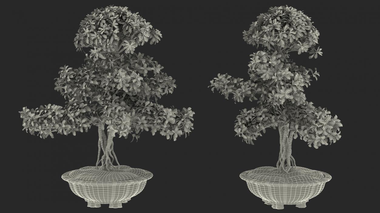 3D Green Bonsai Tree in Pot Fur model