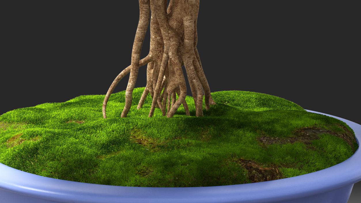 3D Green Bonsai Tree in Pot Fur model