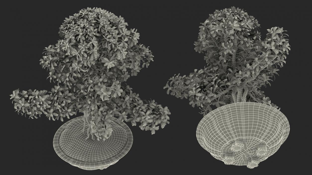 3D Green Bonsai Tree in Pot Fur model