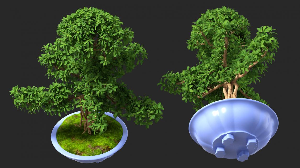 3D Green Bonsai Tree in Pot Fur model