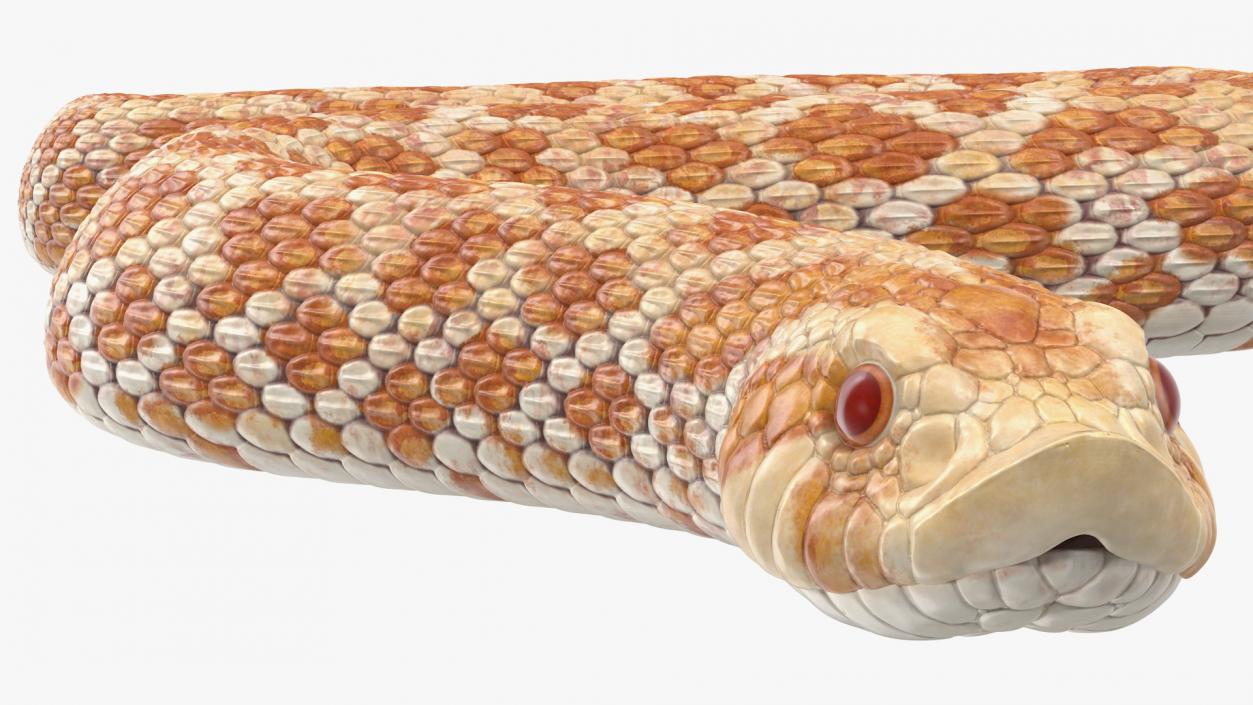 Hognose Snake Crawling 3D