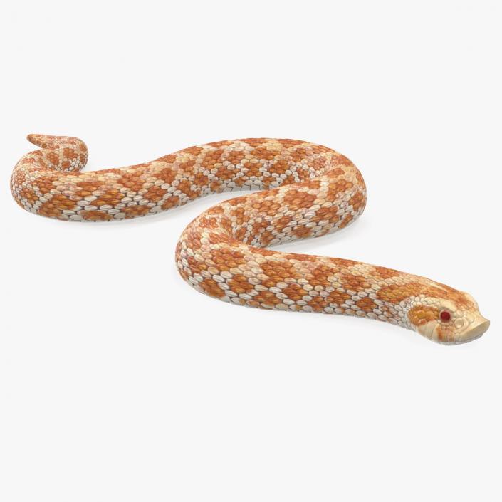 Hognose Snake Crawling 3D