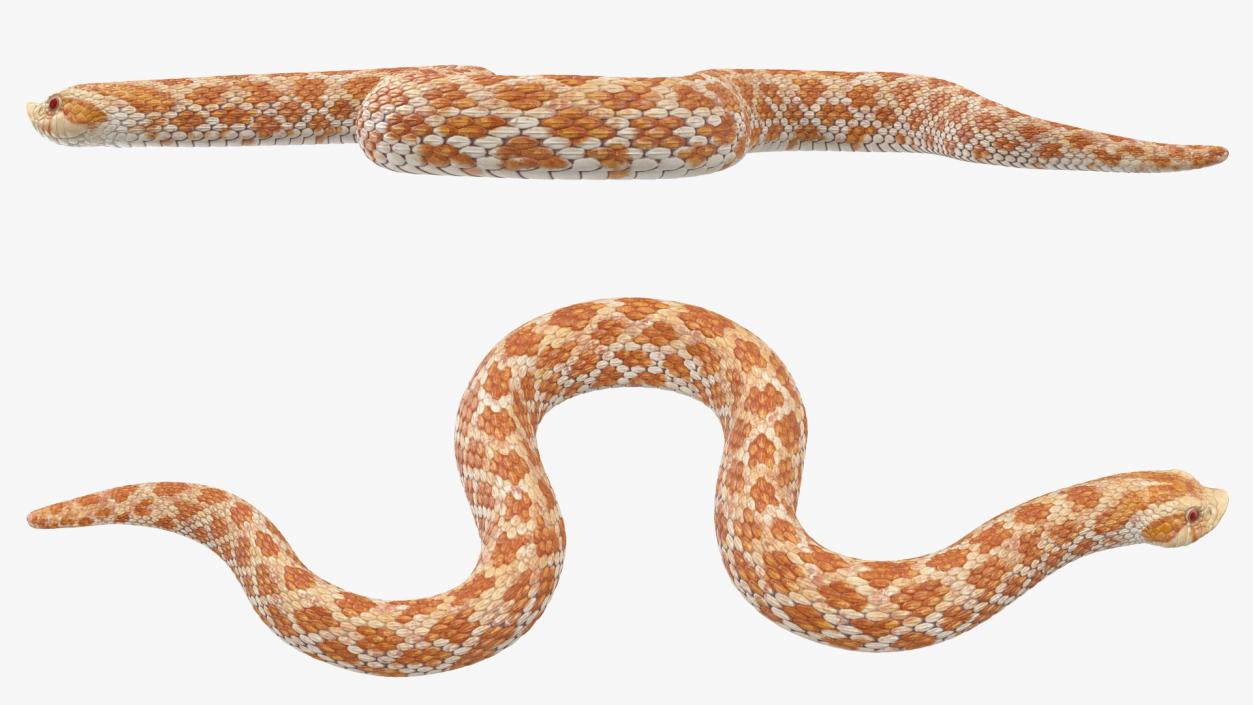 Hognose Snake Crawling 3D