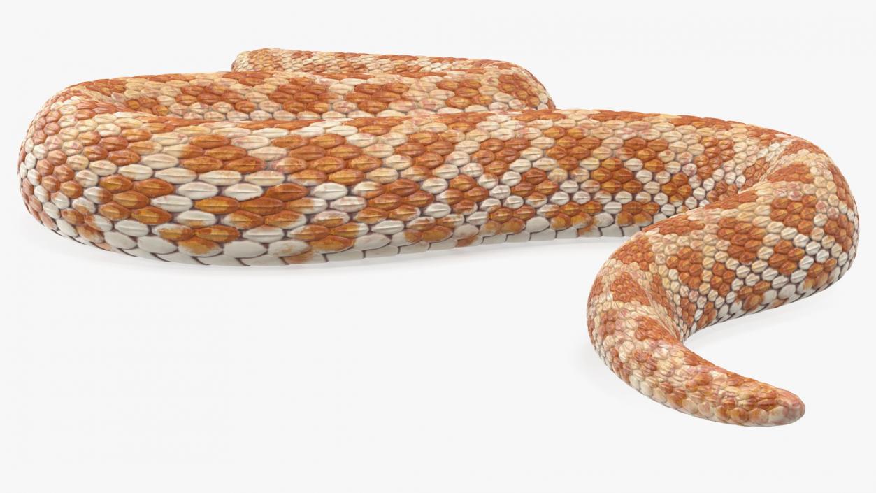 Hognose Snake Crawling 3D