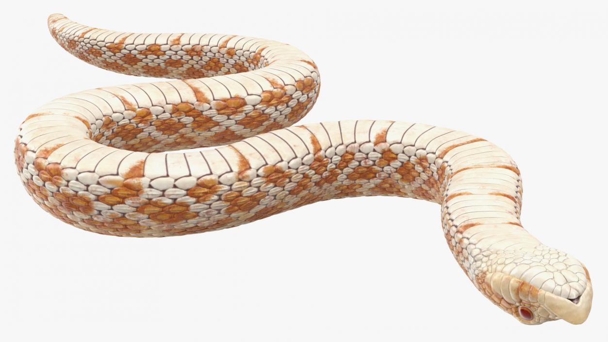 Hognose Snake Crawling 3D