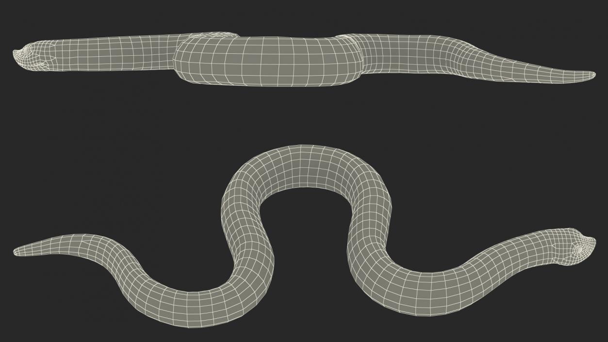 Hognose Snake Crawling 3D