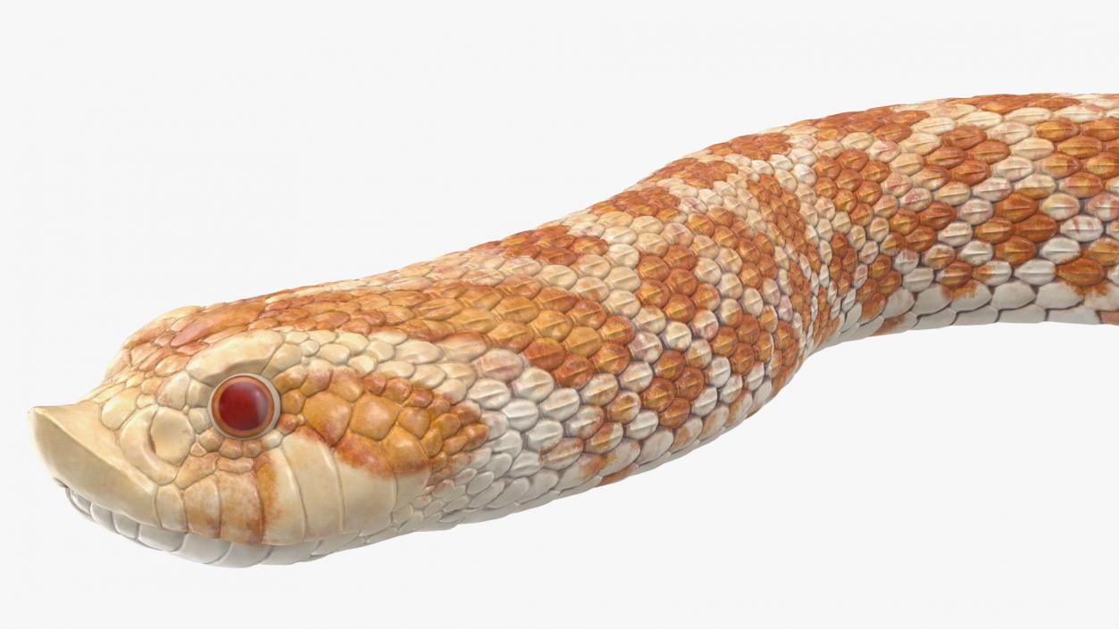 Hognose Snake Crawling 3D