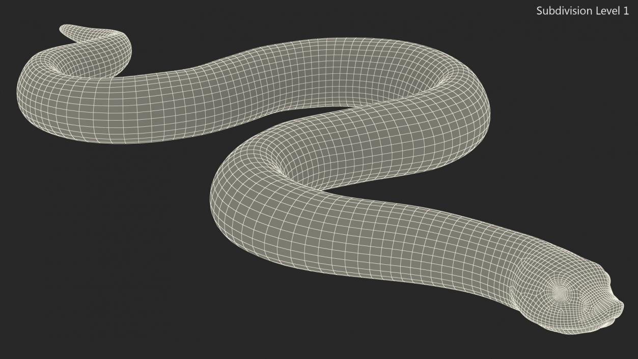 Hognose Snake Crawling 3D