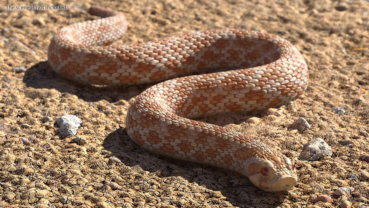 Hognose Snake Crawling 3D