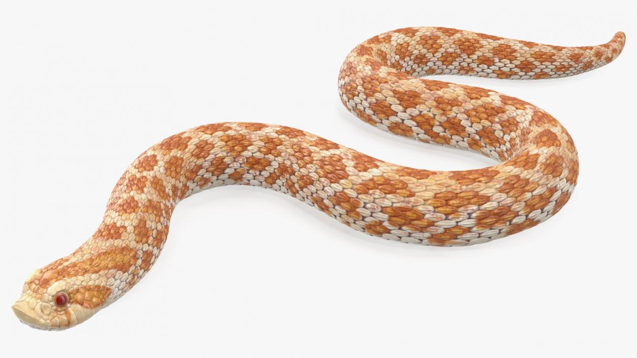 Hognose Snake Crawling 3D