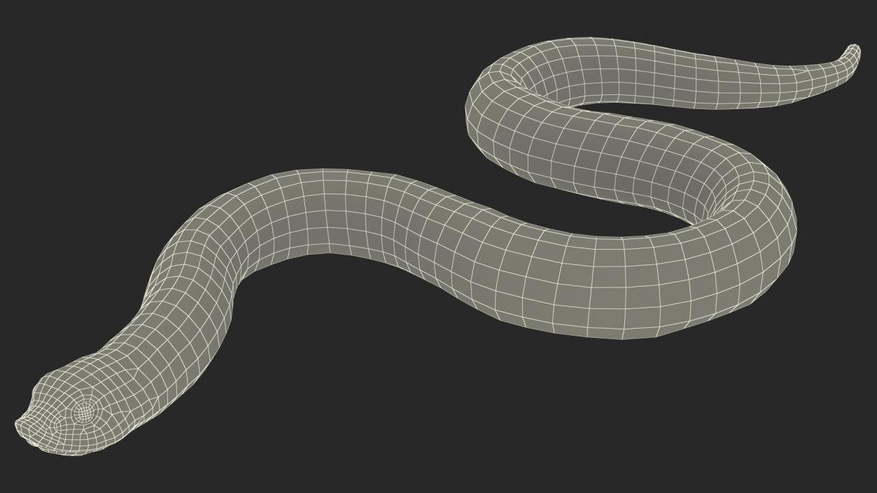 Hognose Snake Crawling 3D