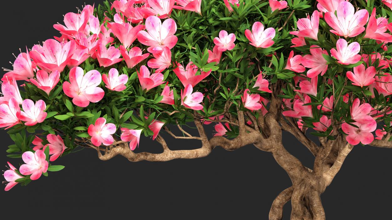 Miniature Bonsai Tree with Flowers 3D model