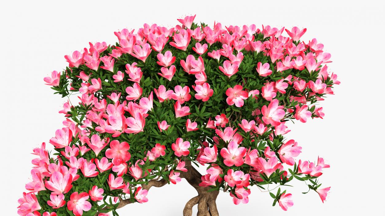 Miniature Bonsai Tree with Flowers 3D model