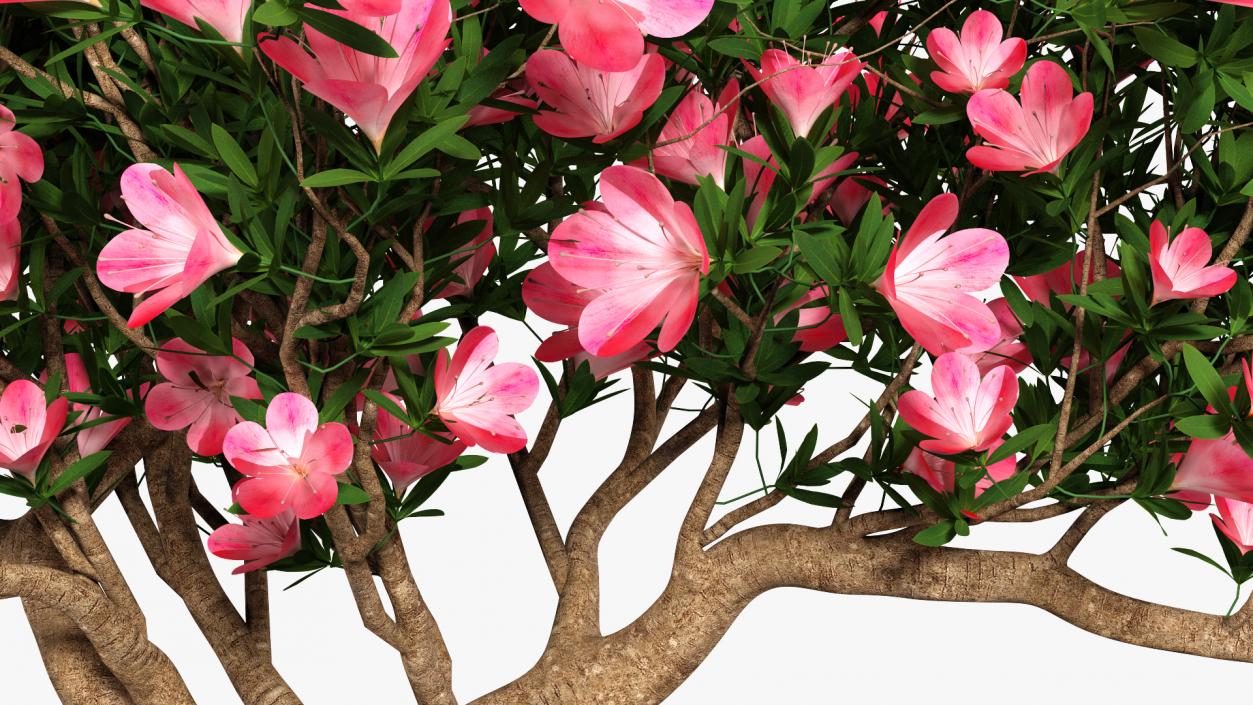 Miniature Bonsai Tree with Flowers 3D model