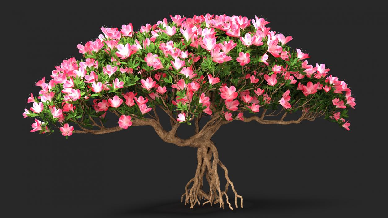 Miniature Bonsai Tree with Flowers 3D model