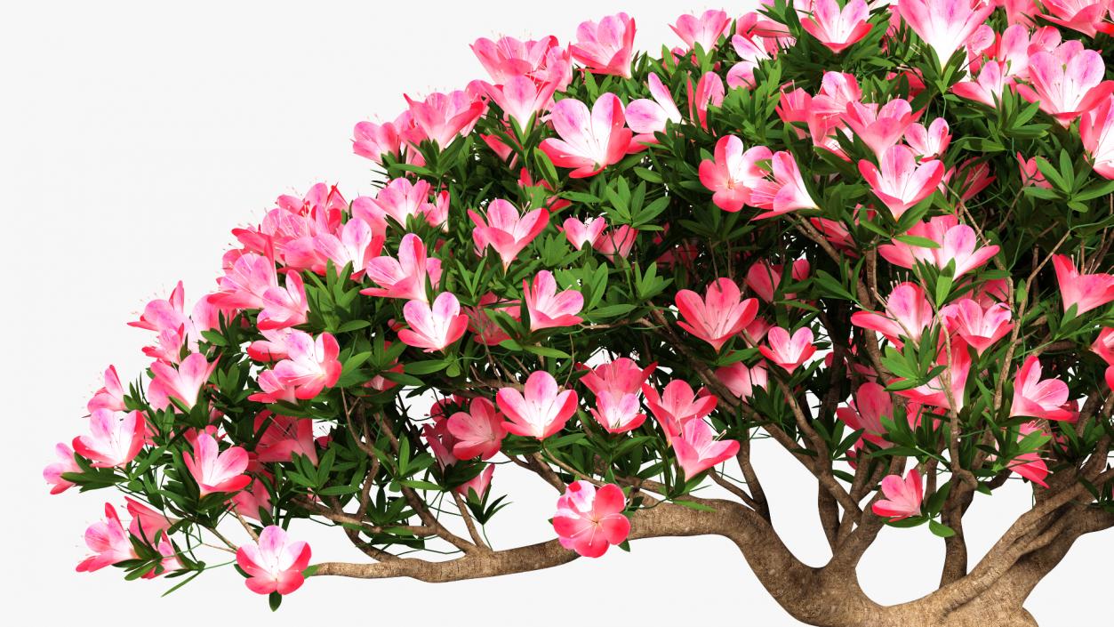 Miniature Bonsai Tree with Flowers 3D model