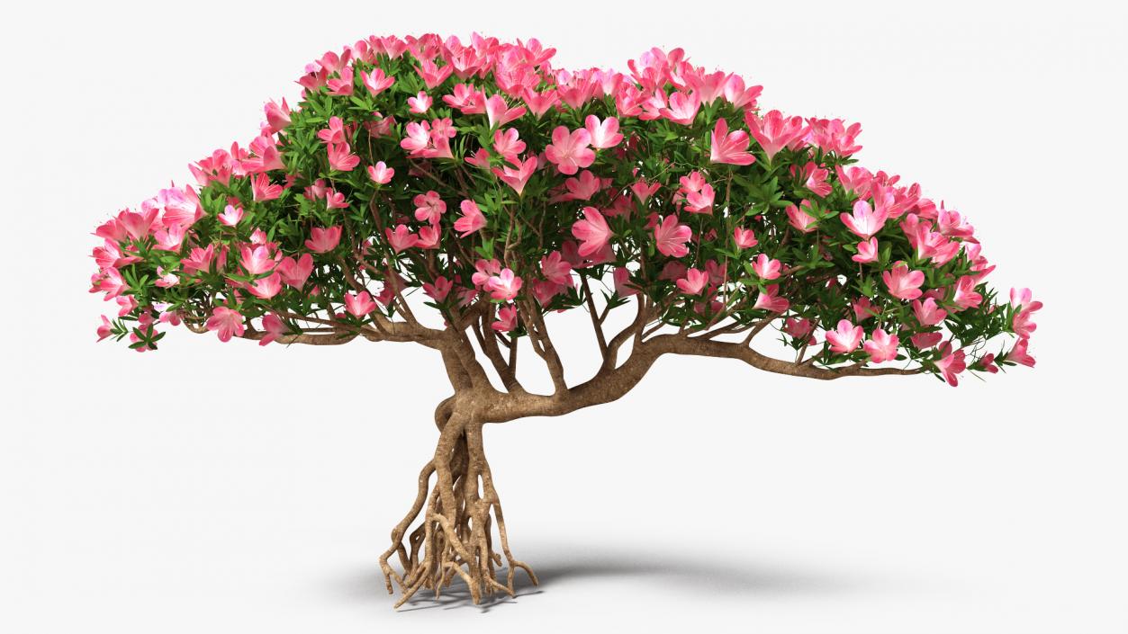 Miniature Bonsai Tree with Flowers 3D model