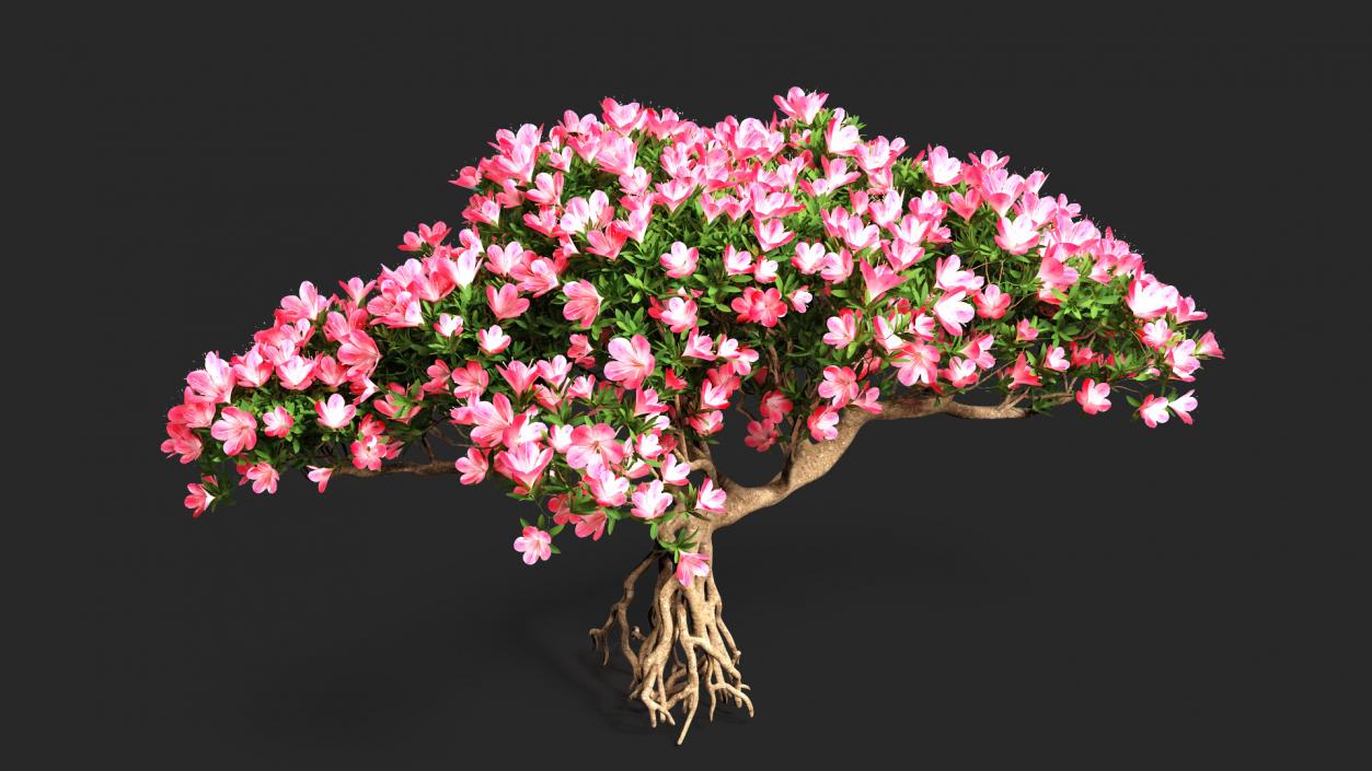 Miniature Bonsai Tree with Flowers 3D model