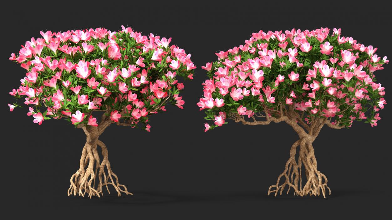 Miniature Bonsai Tree with Flowers 3D model