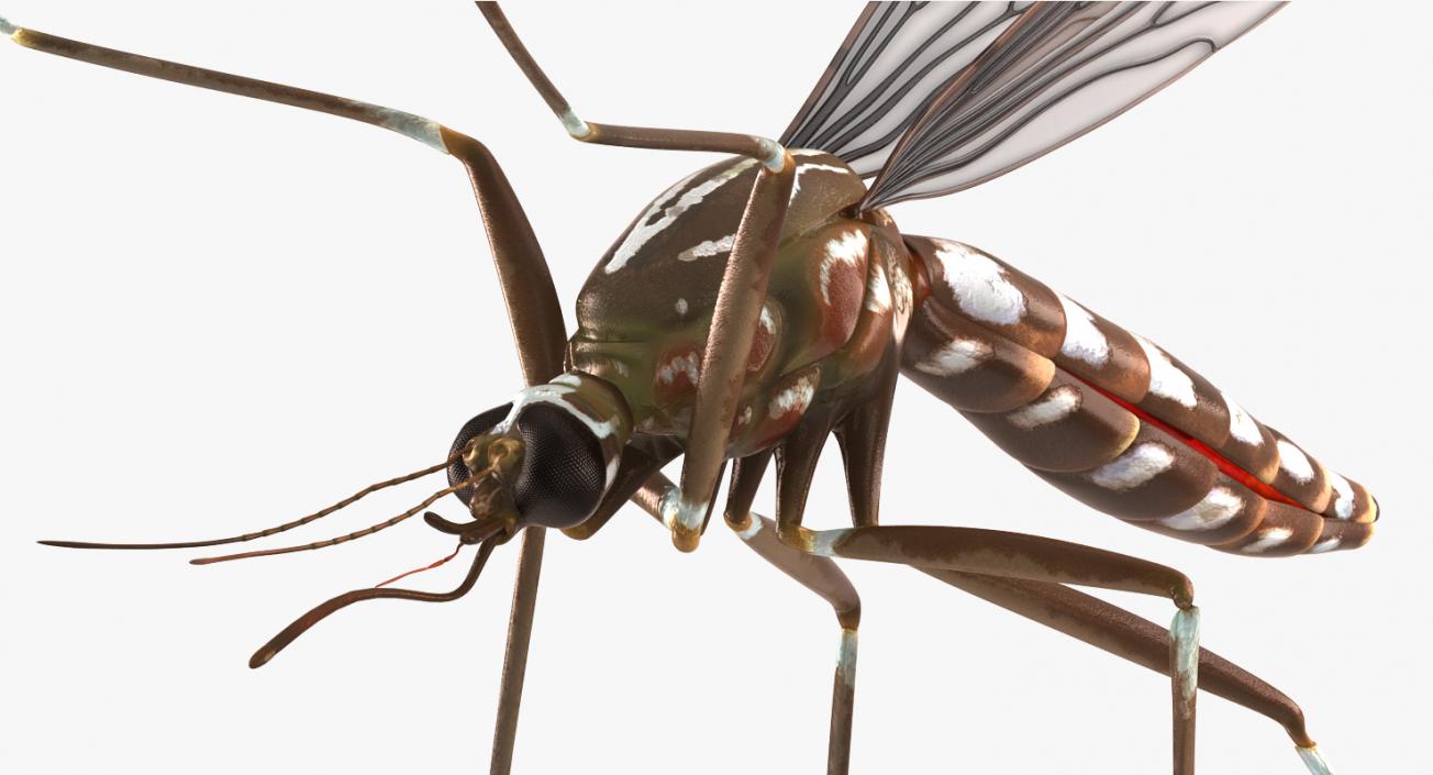 Mosquito Flies 3D model