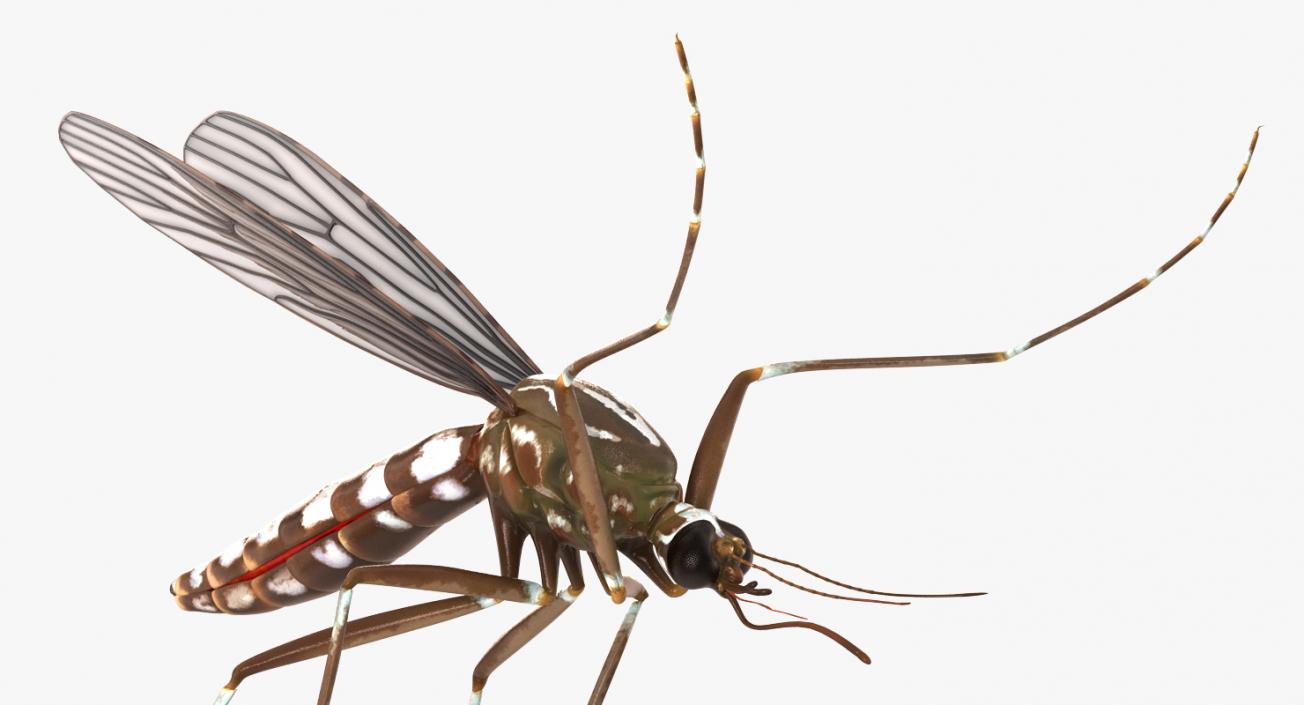 Mosquito Flies 3D model