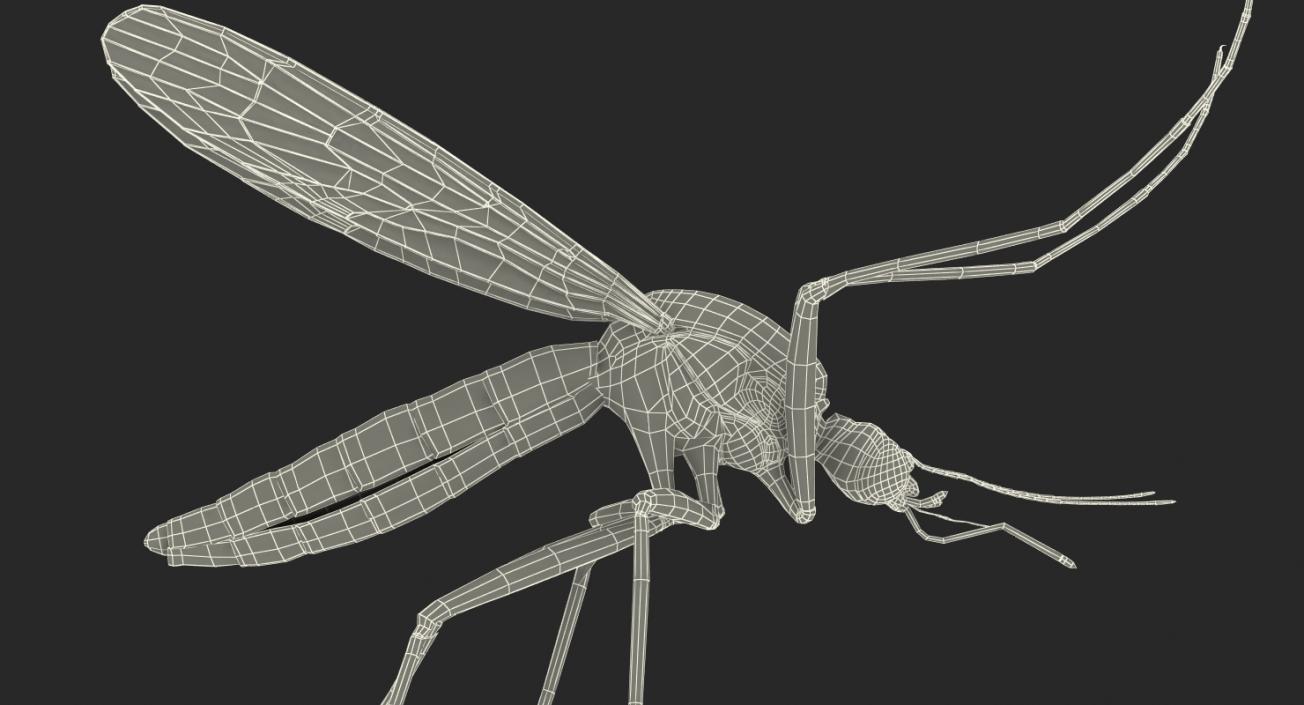 Mosquito Flies 3D model