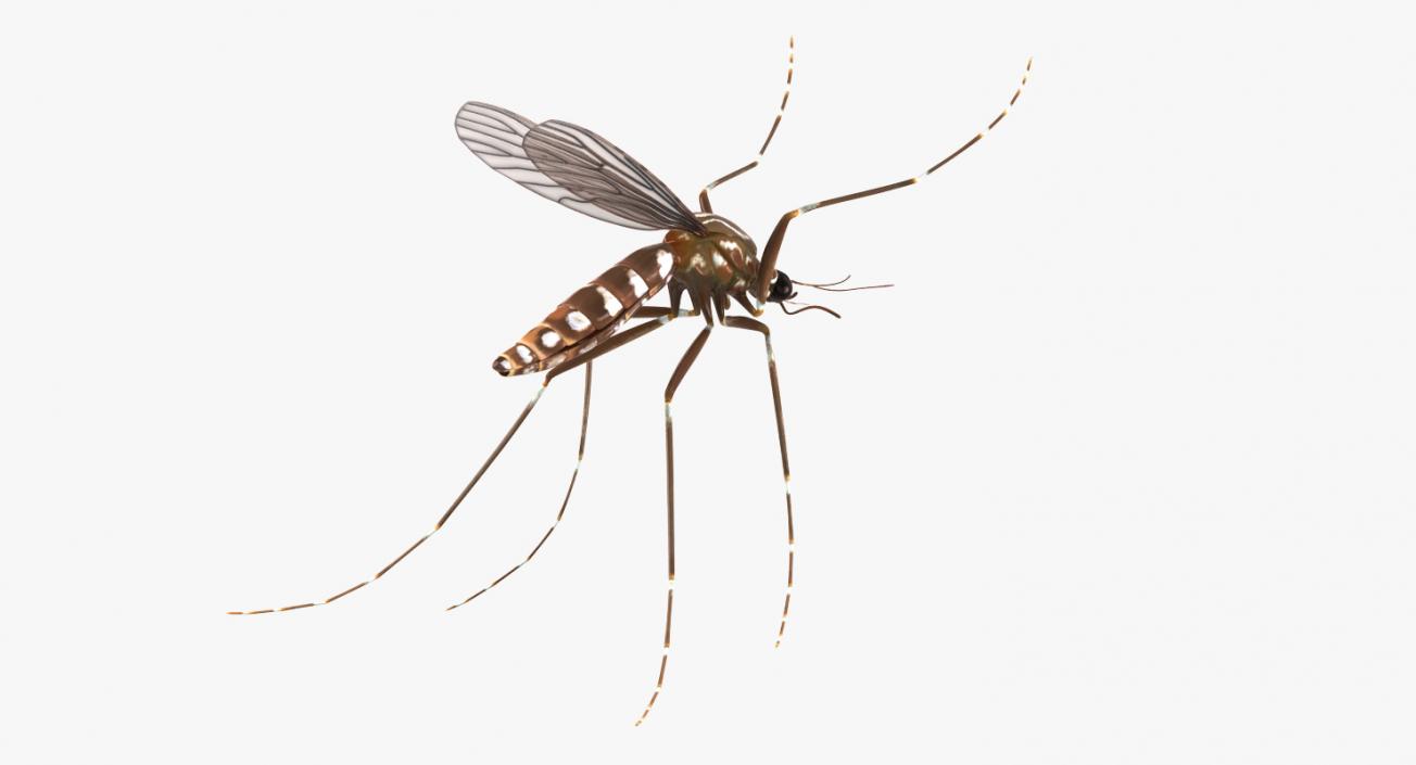 Mosquito Flies 3D model