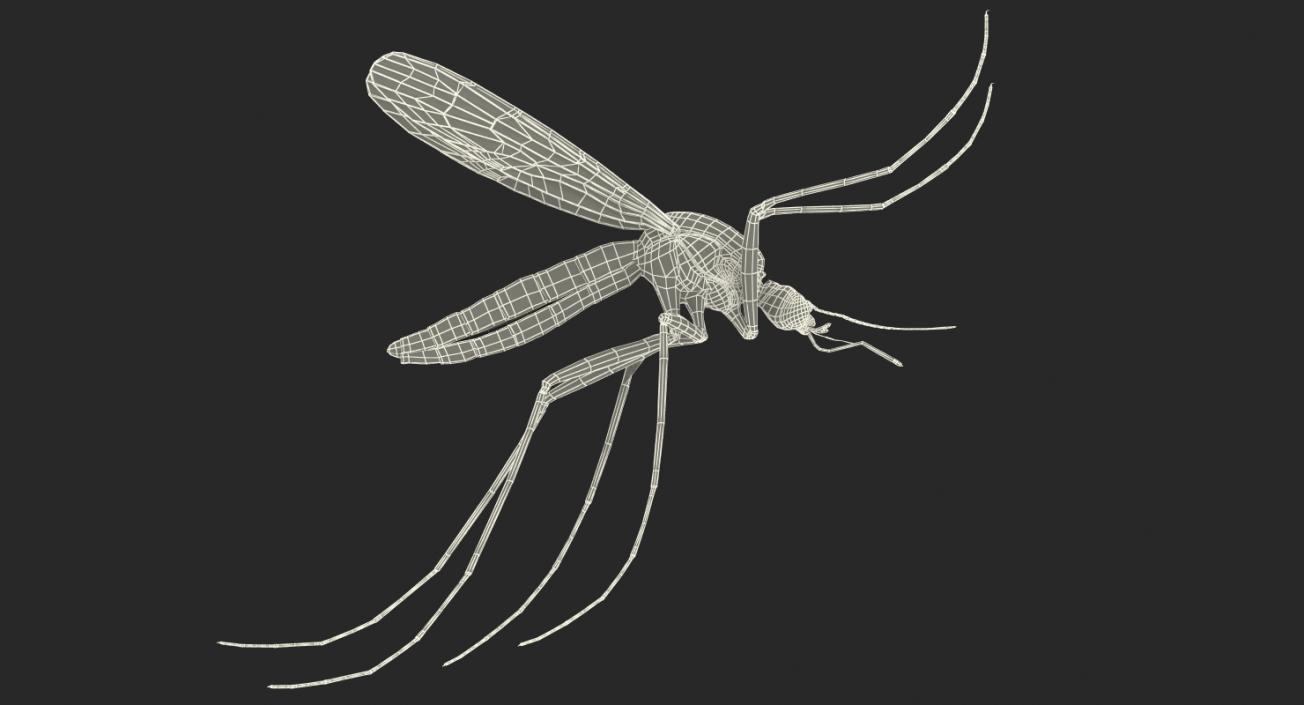 Mosquito Flies 3D model