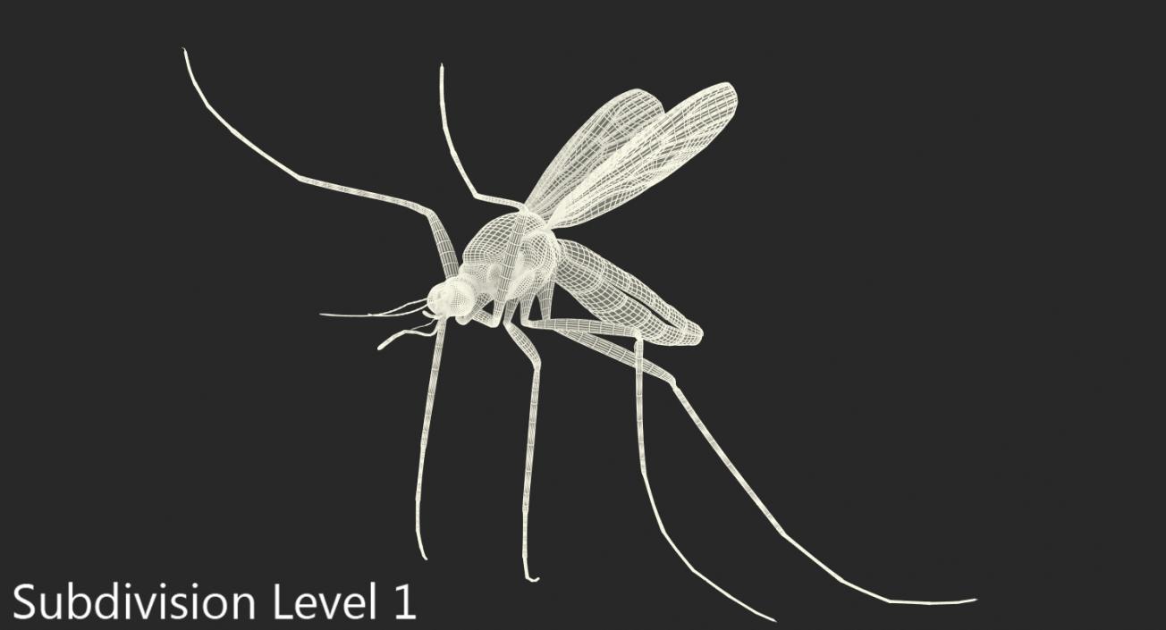 Mosquito Flies 3D model