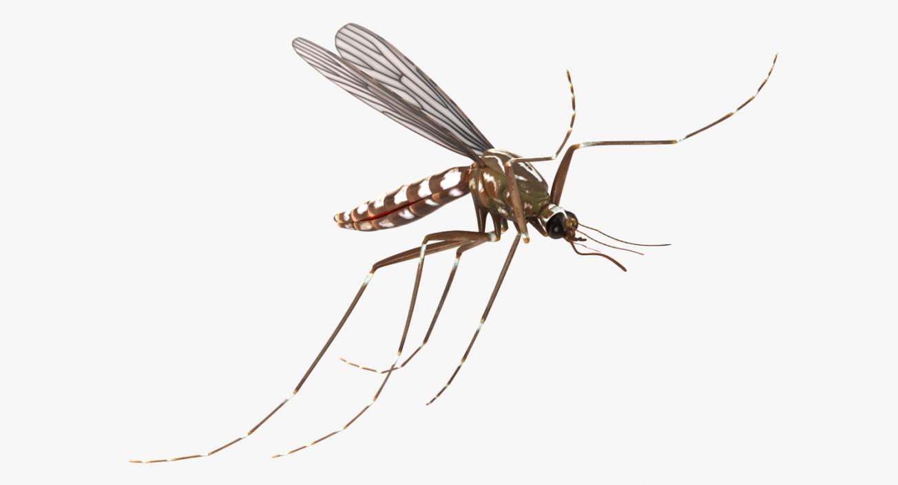 Mosquito Flies 3D model