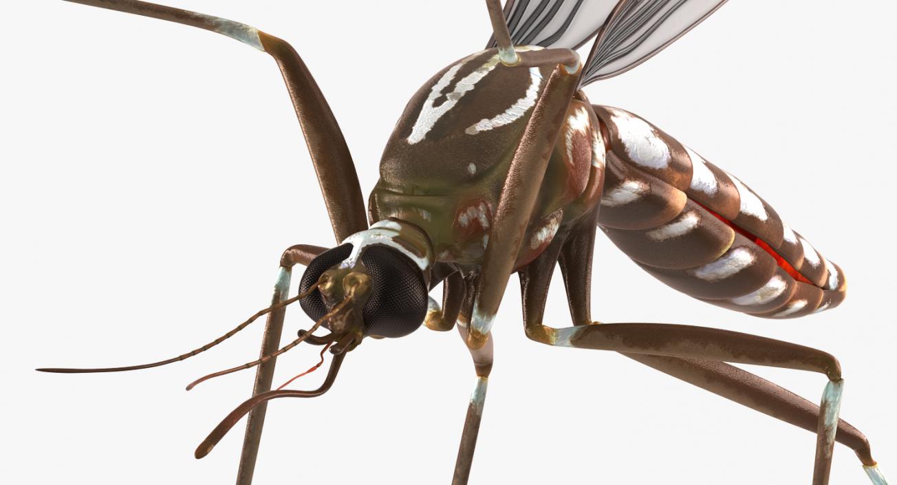 Mosquito Flies 3D model