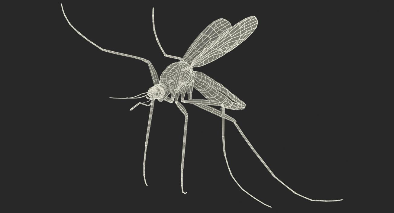 Mosquito Flies 3D model