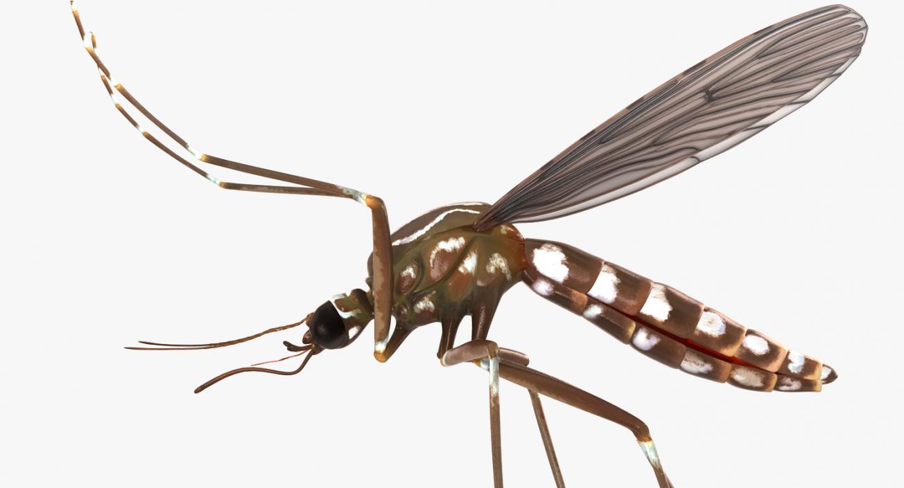 Mosquito Flies 3D model