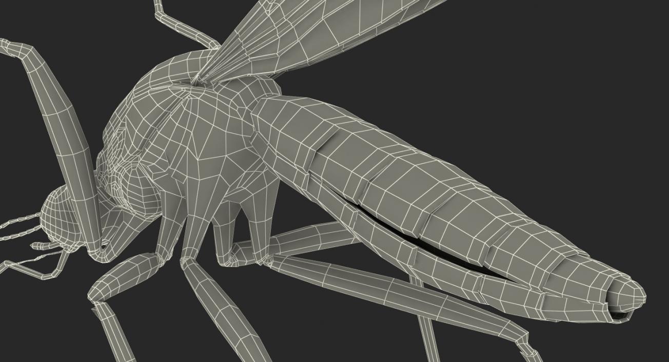 Mosquito Flies 3D model