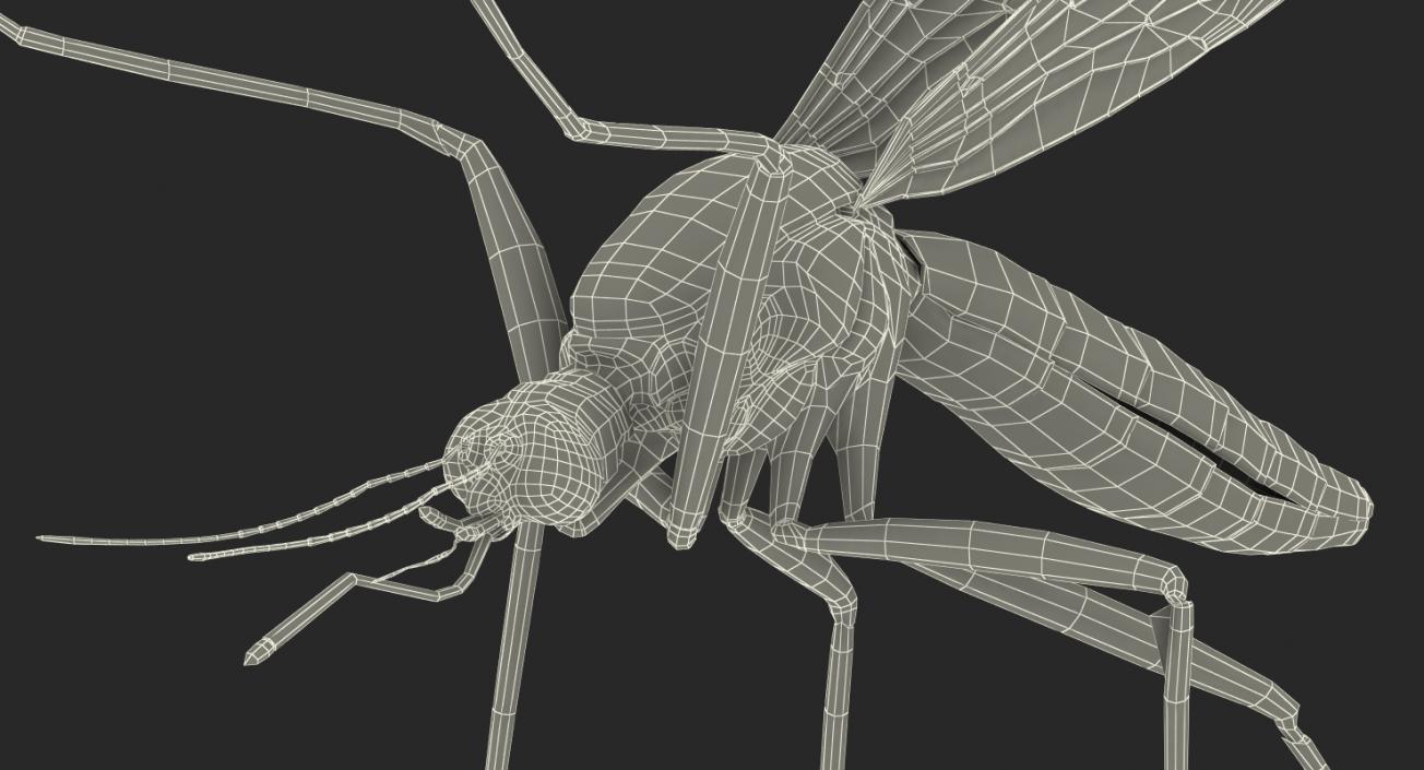 Mosquito Flies 3D model