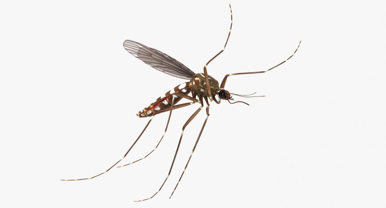 Mosquito Flies 3D model