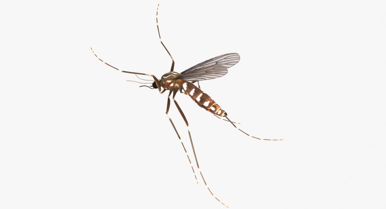 Mosquito Flies 3D model