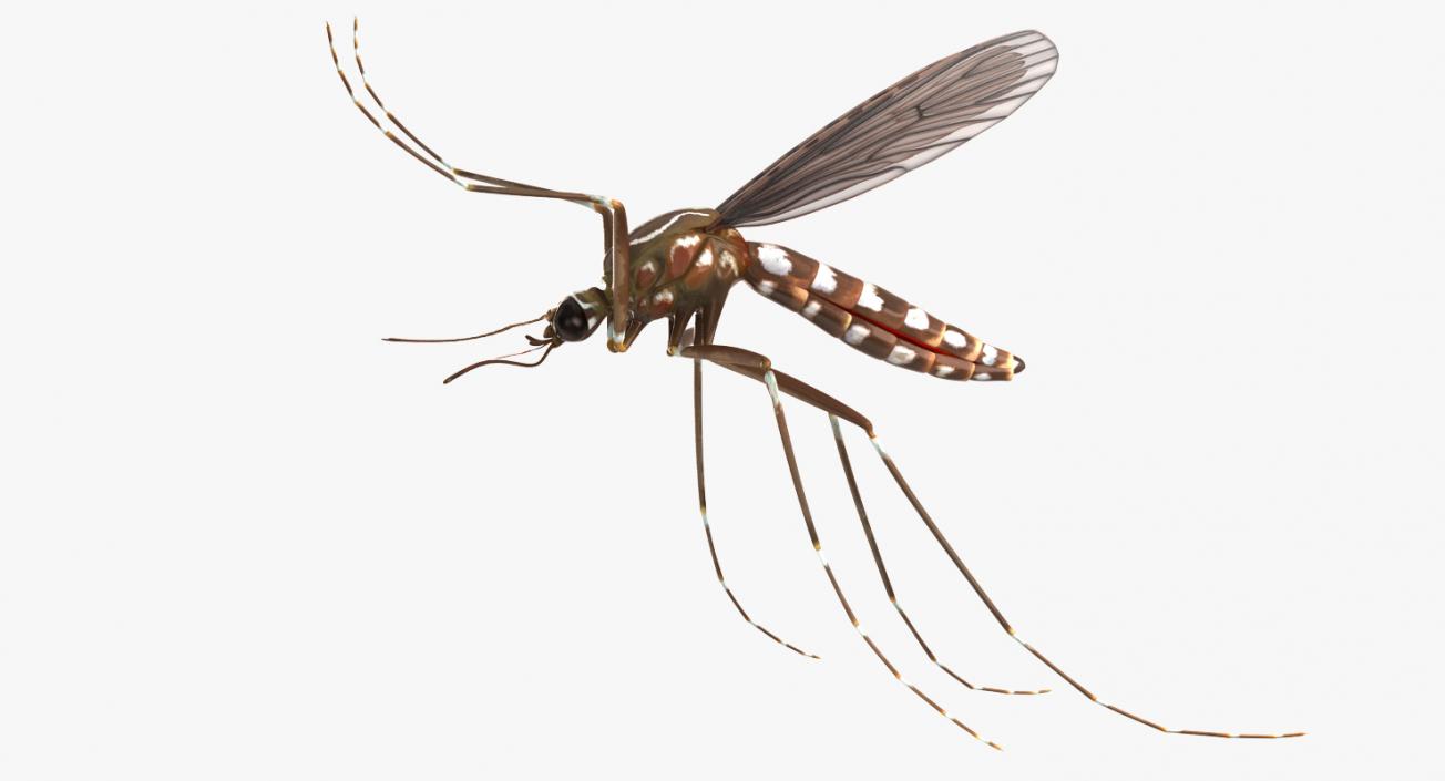 Mosquito Flies 3D model